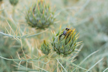 Wild plants with two insects on one of them.