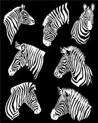 Fototapeta na wymiar Graphical set of zebra portraits isolated on black background,vector engraved illustration