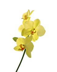 Naklejka na ściany i meble Beautiful yellow orchid isolated on a white background