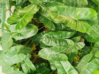 Fototapeta premium green leaves of plant