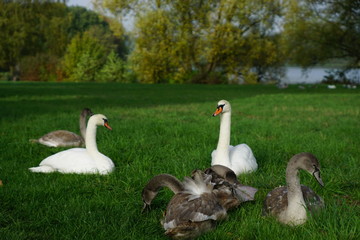 Schwanenfamilie im Oktober 2019