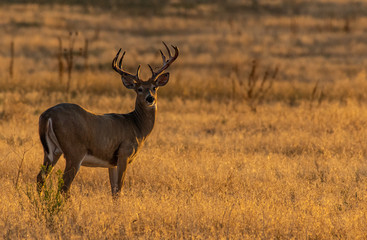 Naklejka na ściany i meble A Beautiful White-tailed Deer Buck in the Morning Sun on the Plains of Colorado