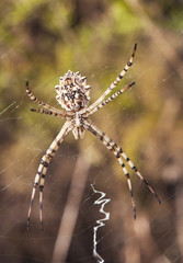 Argiope lobata Lobed Argiope large spider seen from its bottom while waiting in the spider web for...