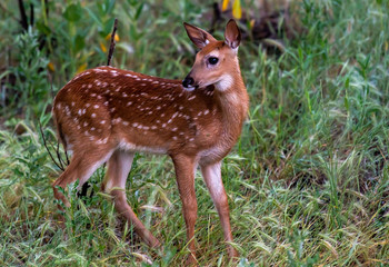 A Beautiful White-tailed Deer Fawn