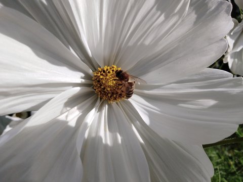 white flower on green background with bee on it / abeille buttinant sur une fleur blanche