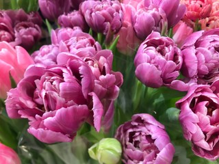 Obraz premium pink tulips in the garden