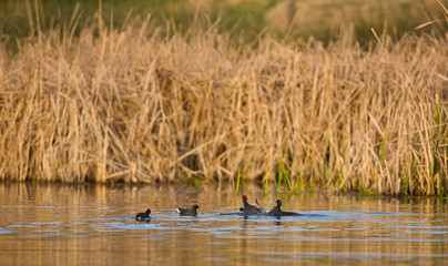POLLA DE AGUA, Common moorhen, Gallinula chloropus, 
