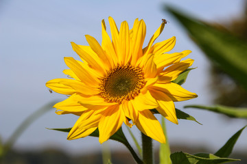 Single yellow sunflower with sky background
