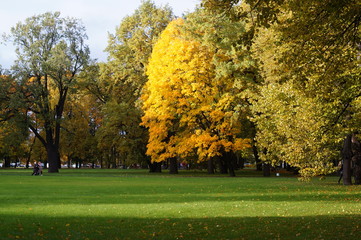 Beautiful gold maple tree in autumn park