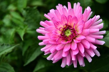 Fototapeta premium pink dahlia flower in garden