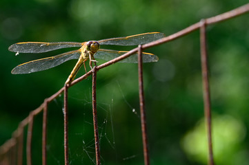 Dragon Fly on fence 