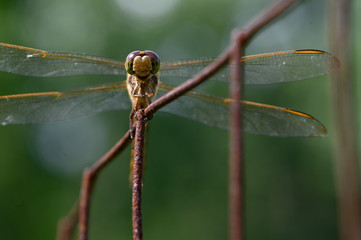 Dragon Fly on fence 