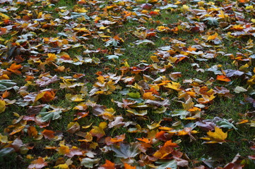 colorful autumn maple leaves
