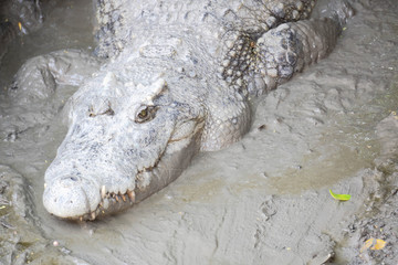 Obraz premium Samutprakan Crocodile Farm and Zoo