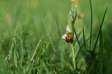 Bienenragwurz