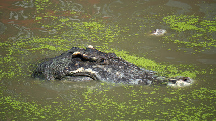 Samutprakan Crocodile Farm and Zoo