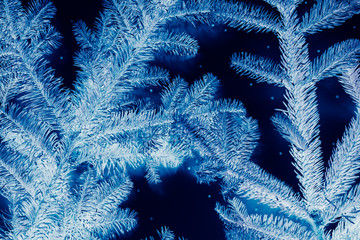 Winter holidays. Closeup of frost blue fir tree sprigs with negative effect over dark night star pattern background.