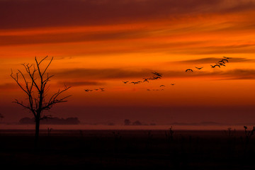 Beautiful photography of a huge flock of birds. Common Cranes (rus grus).
