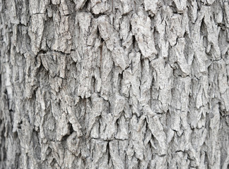 Obraz premium Tree bark closeup. Trunk of tree. Rough natural background.
