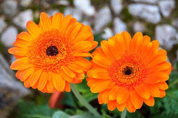 two beautiful orange gerbera flowers with blurred background