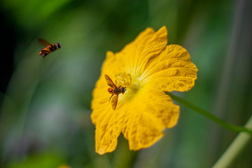 The bees are sitting on flowers to collect honey || yellow flower