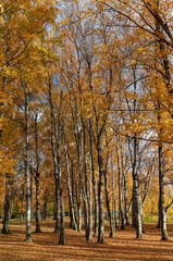 Bright birch grove in a city park on a sunny autumn evening