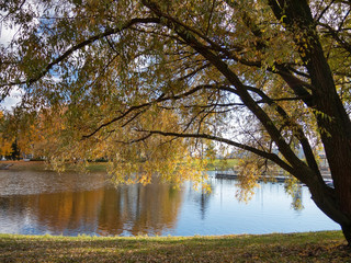 Big willow by the river in a city park on a sunny autumn evening