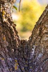 Fototapeta premium les écorces d'arbre