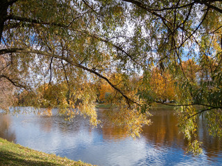 Fototapeta premium Big willow by the river in a city park on a sunny autumn evening