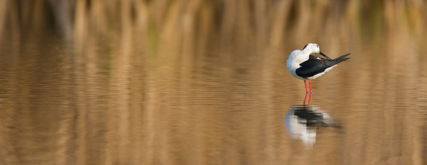 Black-winged stilt (Himantopus himantopus),  Cigüeñuela