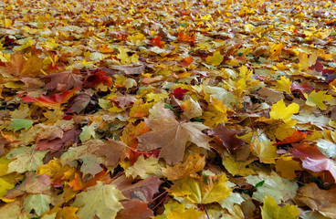 Bright maple leaves on the ground in a city park on a sunny autumn evening