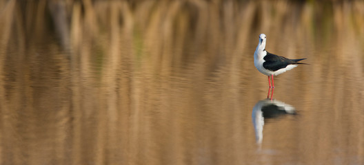 Black-winged stilt (Himantopus himantopus),  Cigüeñuela