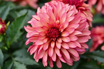 Obraz premium beautily dahlia flower blomming in garden