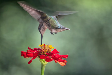 Hummingbird Feeding At Flower Rear View