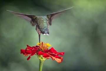 Fototapeta na wymiar Hummingbird Feeding Rear View