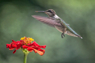 Hummingbird Hovering Over Red Flower
