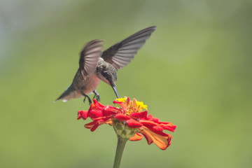 Hummingbird Over Red Flower