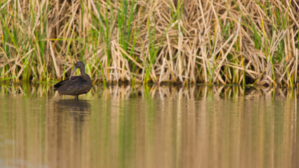 Glossy ibis (Plegadis falcinellus), Morito