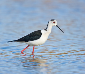 Black-winged stilt (Himantopus himantopus),  Cigüeñuela