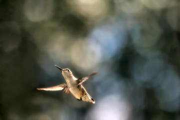 Hummingbird Flying Away