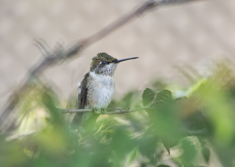 Perched Hummingbird Profile