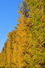 青空を背景にして、黄葉したイチョウの樹の並木を撮影した写真