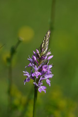 Fuchs' Knabenkraut, Blütenstand