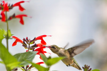 Hummingbird at Red Flowers
