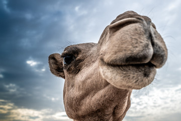 the portrait of a camel druing sunset in the desert 