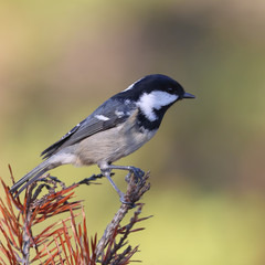 Fototapeta premium Coal tit is small black and white bird