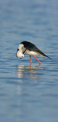 Black-winged stilt (Himantopus himantopus)