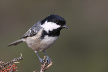Coal tit is small black and white bird