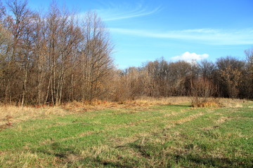 Fototapeta premium Autumn October field with a forest in the background