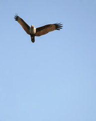 A brahminy kite (haliastur indus) in the Sundarban Forest. This bird is pictured in the Sundarbans in southern Bangladesh. Brahminy kite in Bangladesh.